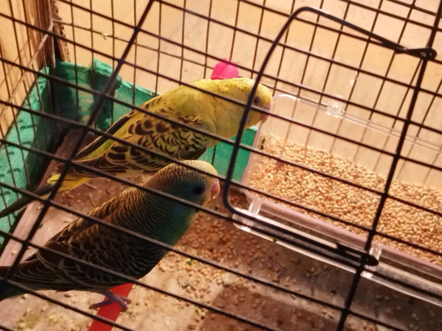 یک جفت مرغ عشق جوان|پرنده|باقرشهر, |دیوار