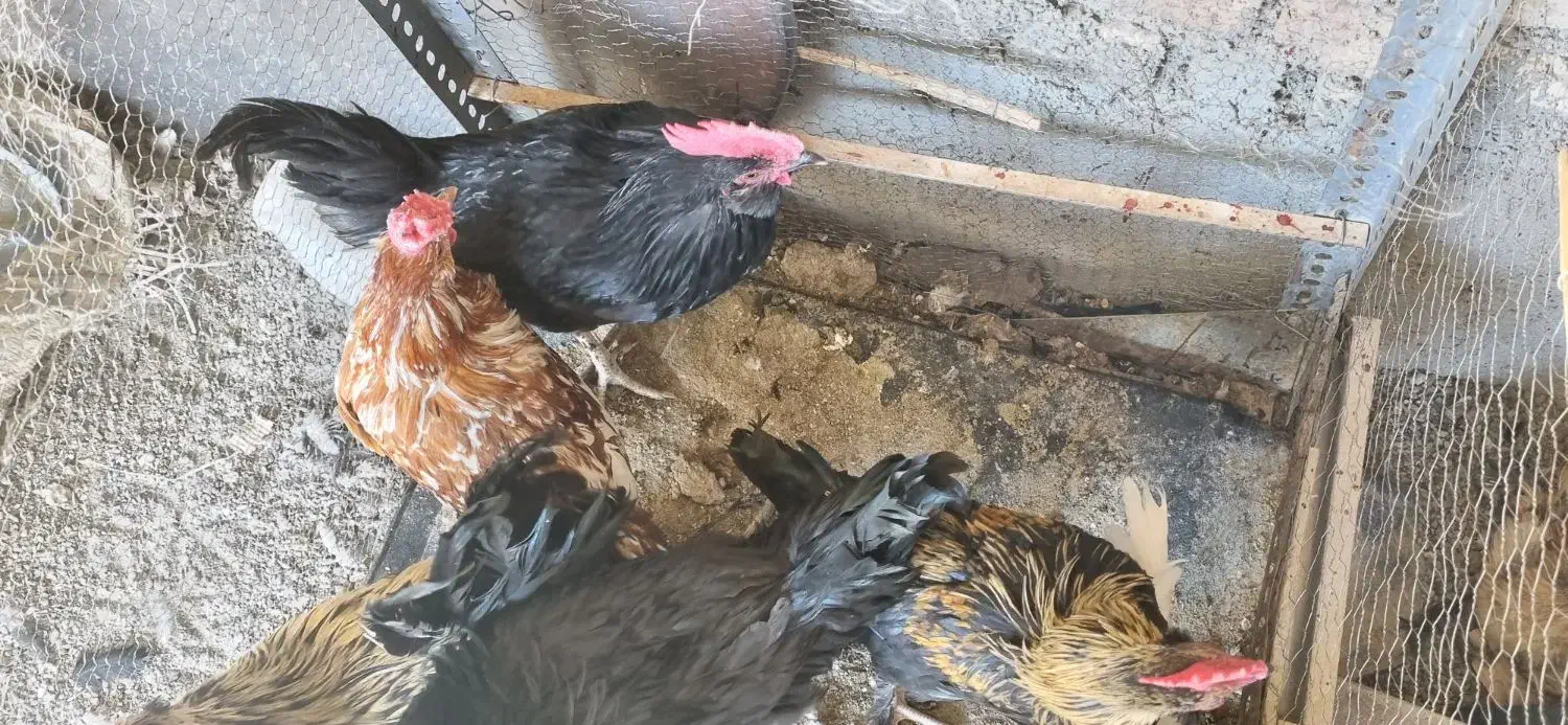 خروس سیاه مرندی و بوقلمون برنز|حیوانات مزرعه|بیرجند, |دیوار