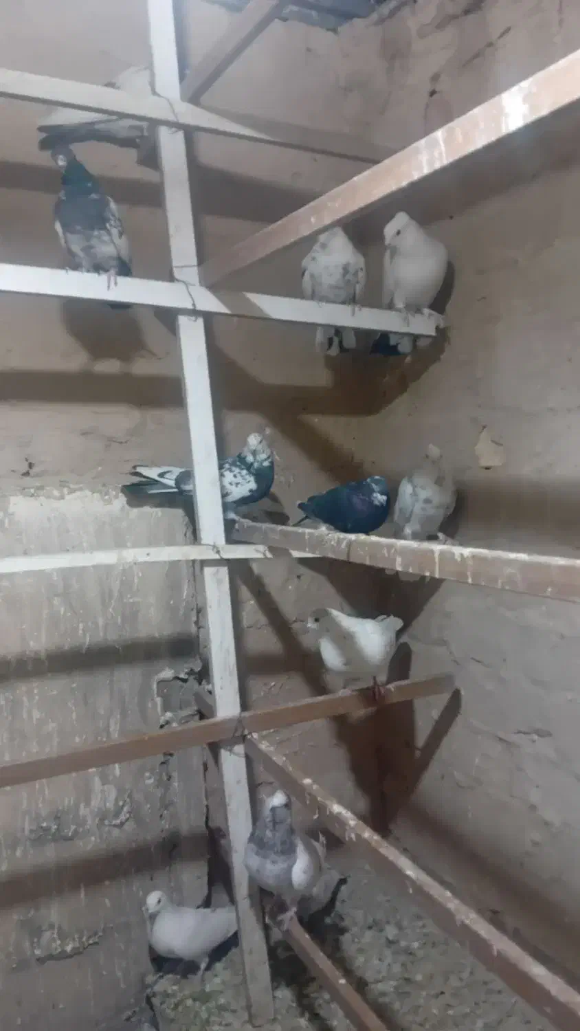 کفتر|پرنده|ری, منصوریه منگل|دیوار