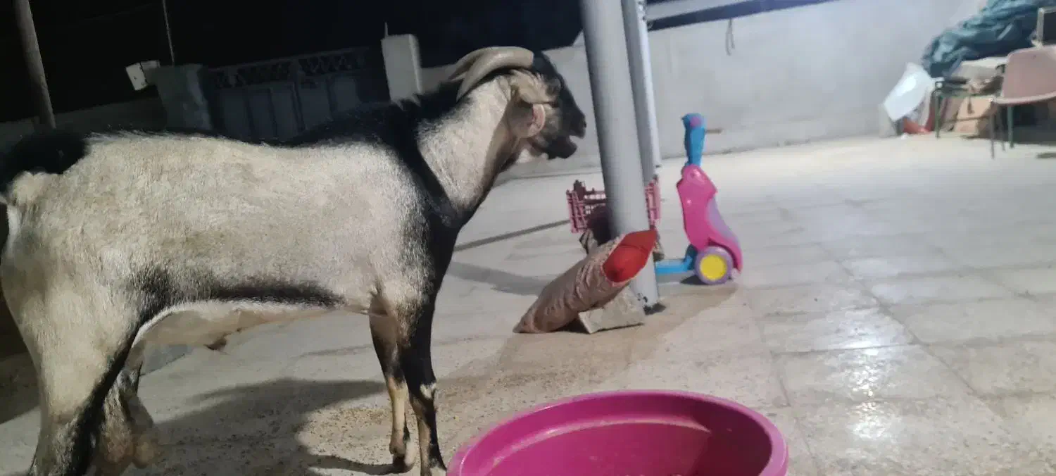 نری زیبای سومال ۲ ساله مخصوص داشت|حیوانات مزرعه|بندرعباس, |دیوار