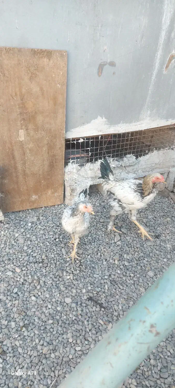 مرغ وخروس لاری|حیوانات مزرعه|خاوران, |دیوار