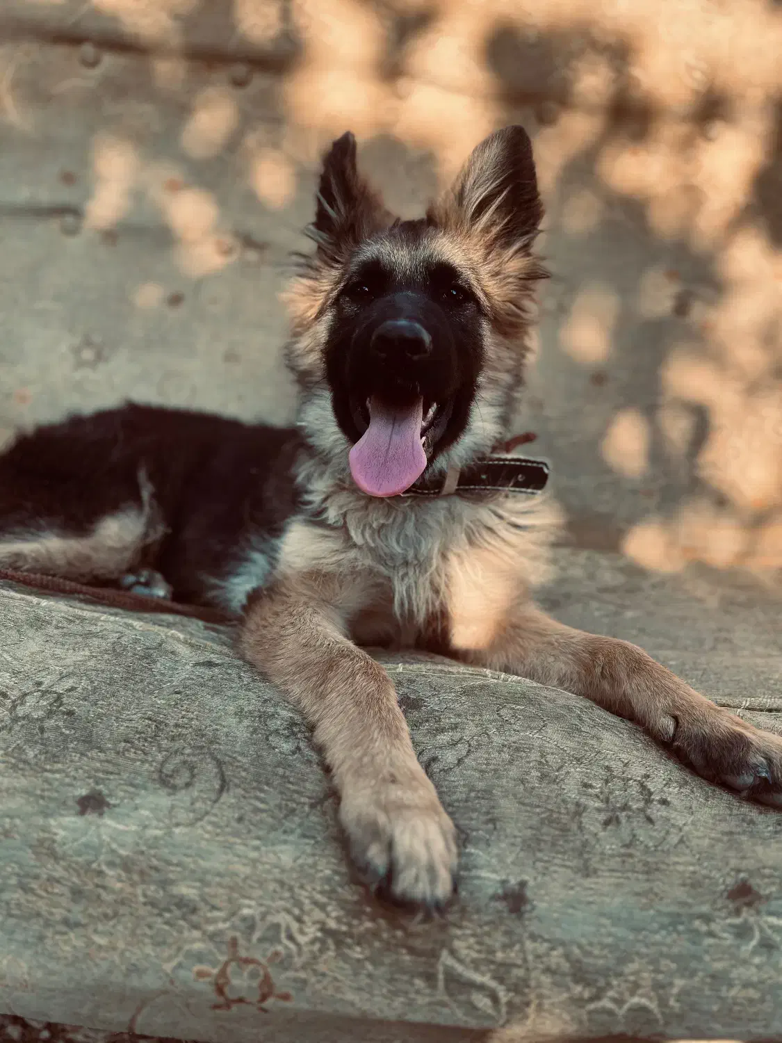 ژرمن شولاین|سگ|یاسوج, |دیوار