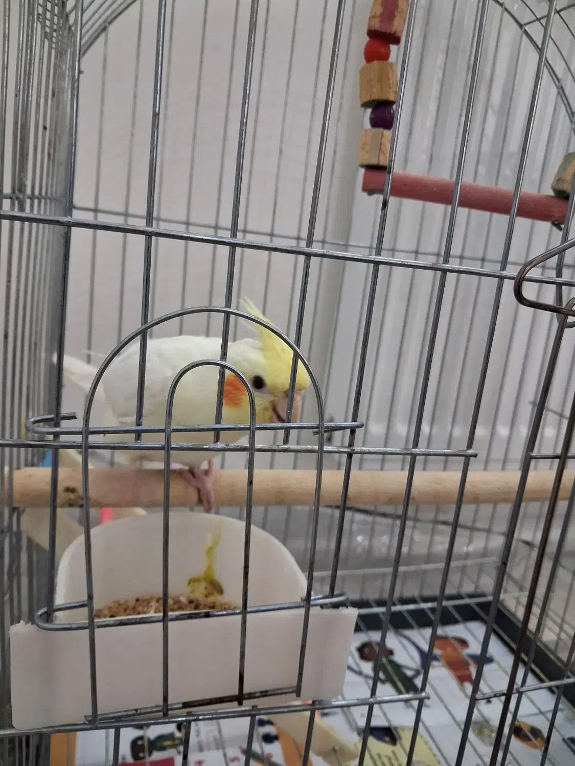 عروس هلندی لوتینو|پرنده|سبزوار, امیر کبیر|دیوار