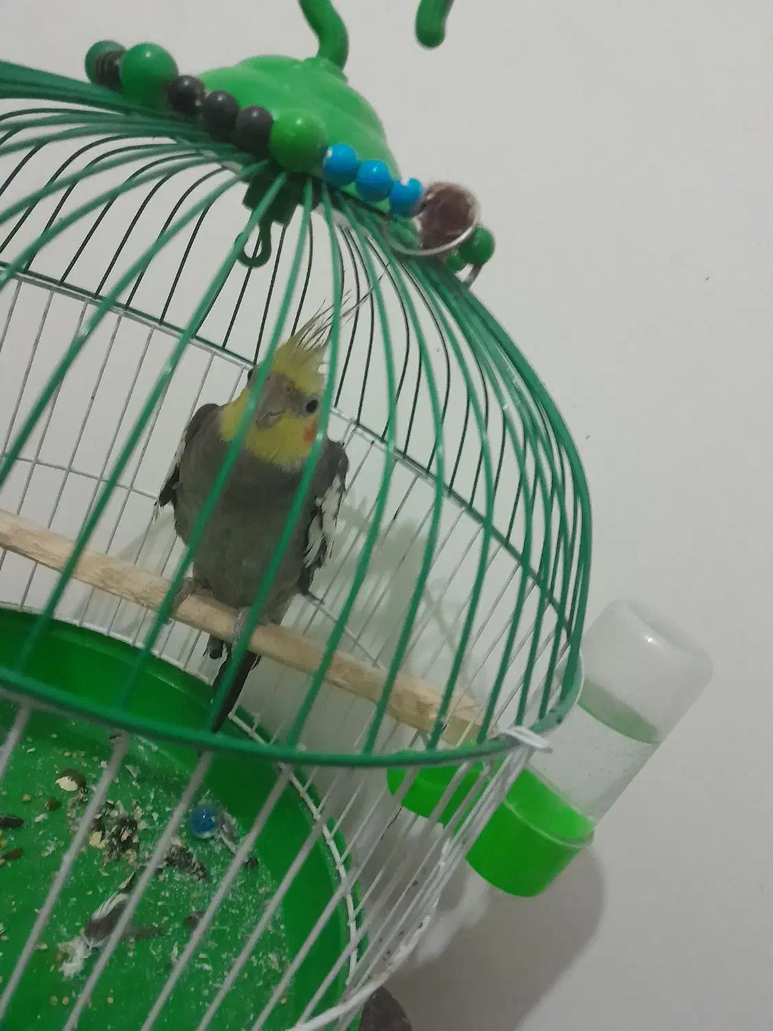 عروس هلندی بچه نر|پرنده|رشت, باهنر|دیوار