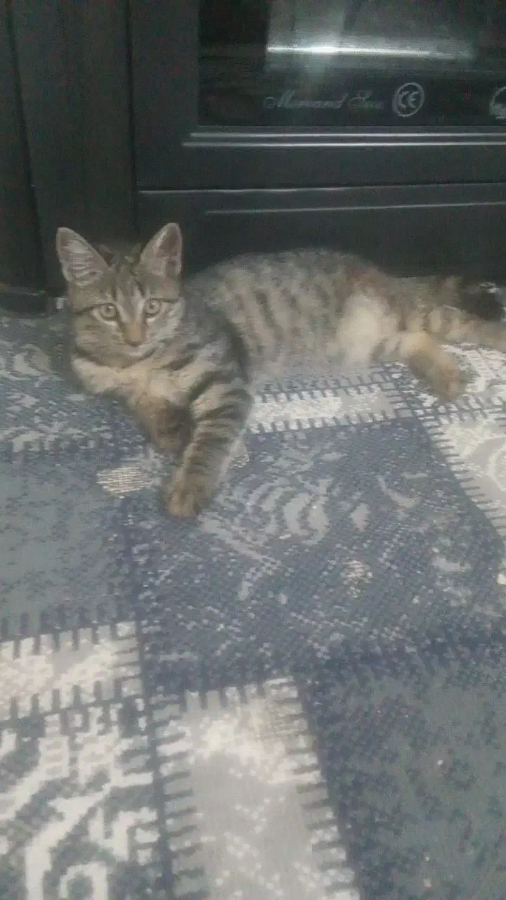 گربه دورگه کاملا دستی جنسیت نر|گربه|شاهرود, |دیوار