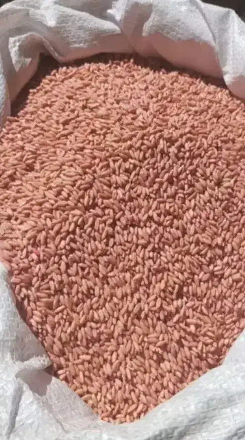 گندم کوهدشت دیم|عمدهفروشی|کوهدشت, |دیوار