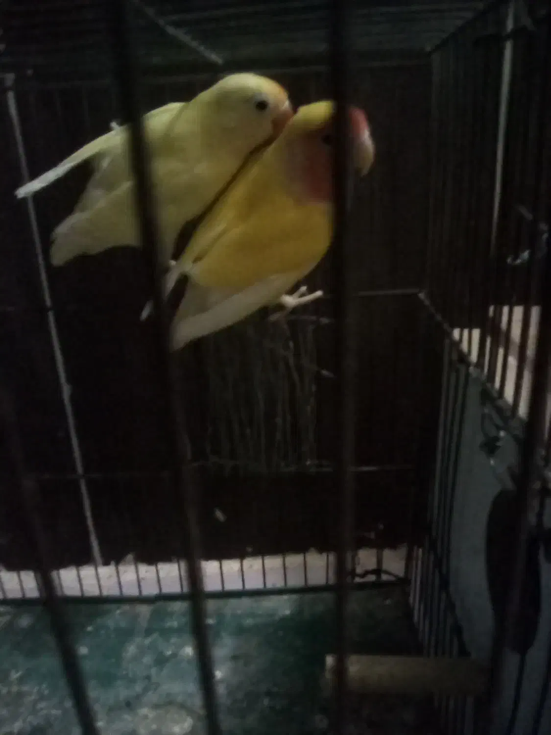 طوطی برزیلی جفت سرحال در حال تخم گذاری|پرنده|محمدیه-قزوین, |دیوار