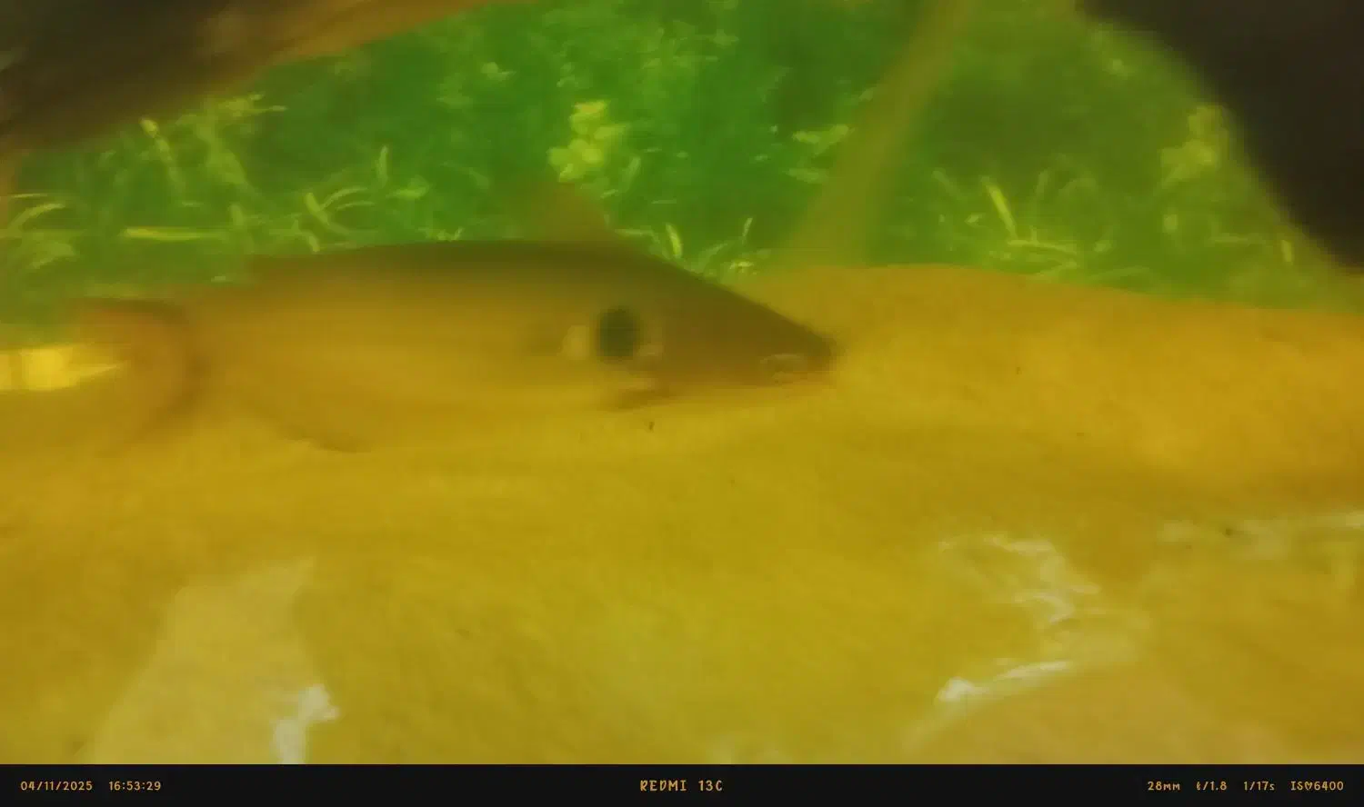 ماهی اکواریومی|ماهی|زابل, |دیوار