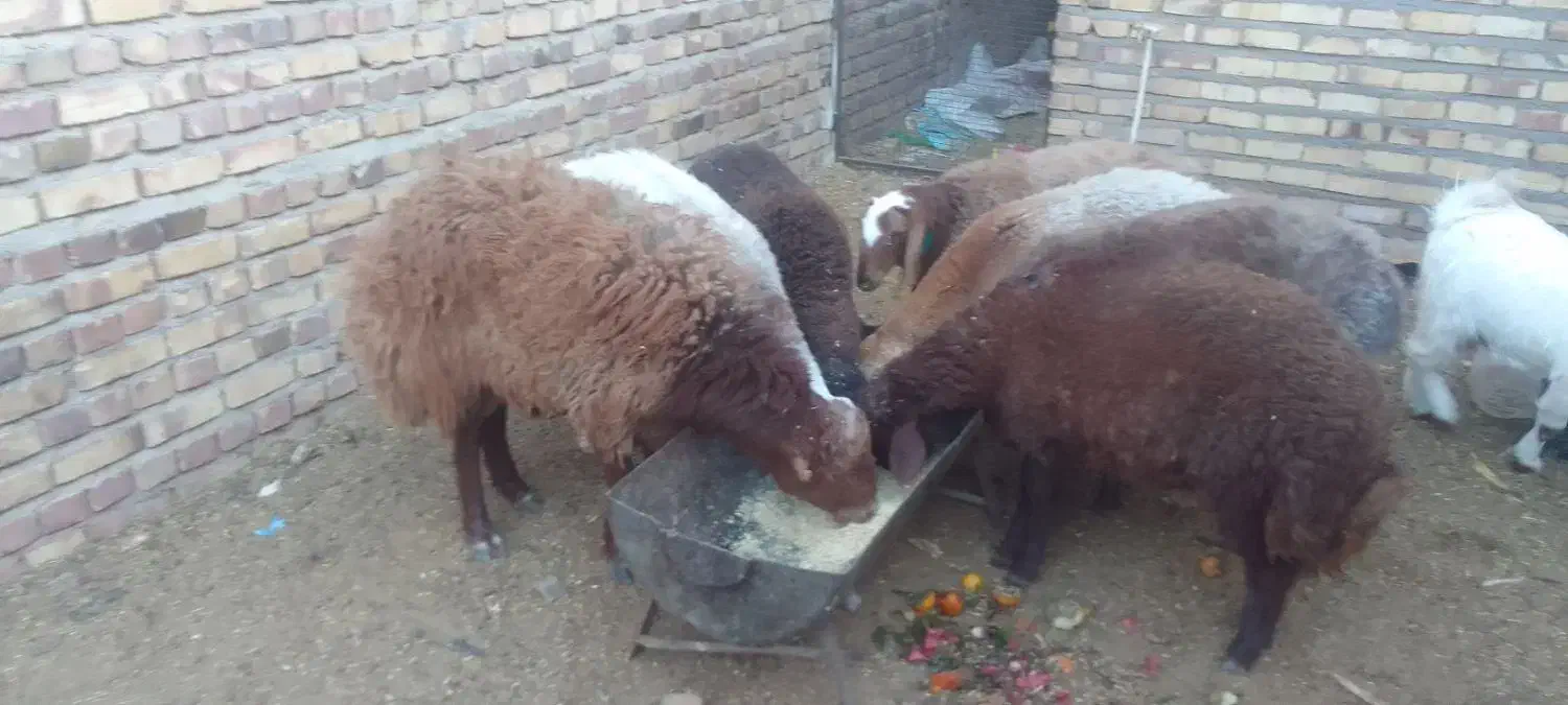 بره پرواری زیر فی شکار|حیوانات مزرعه|تربت جام, یحیی آباد|دیوار