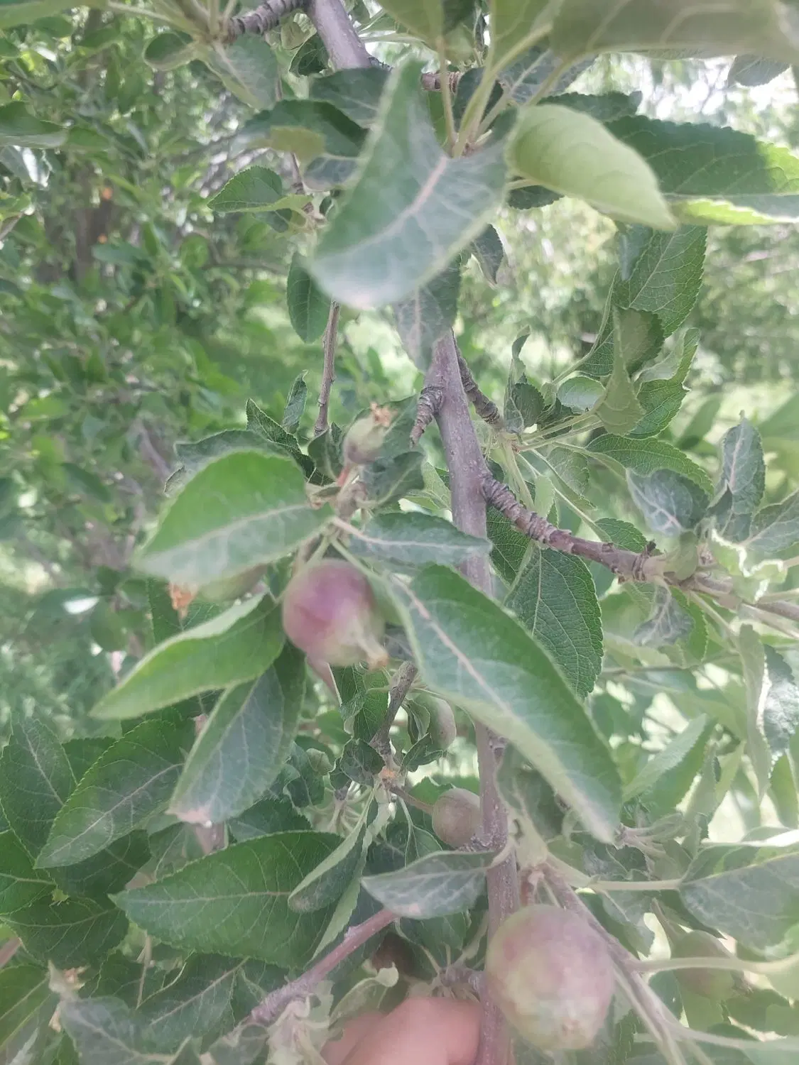 باغ سیب|گل و گیاه طبیعی|نهاوند, |دیوار