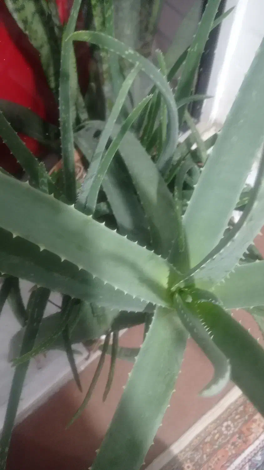 آلورا|گل و گیاه طبیعی|سنندج, |دیوار