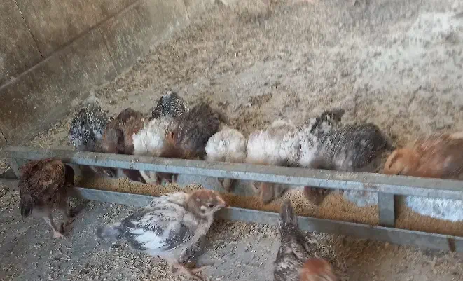 جوجه چهل روزه سالم و سرحال|حیوانات مزرعه|قائن, |دیوار