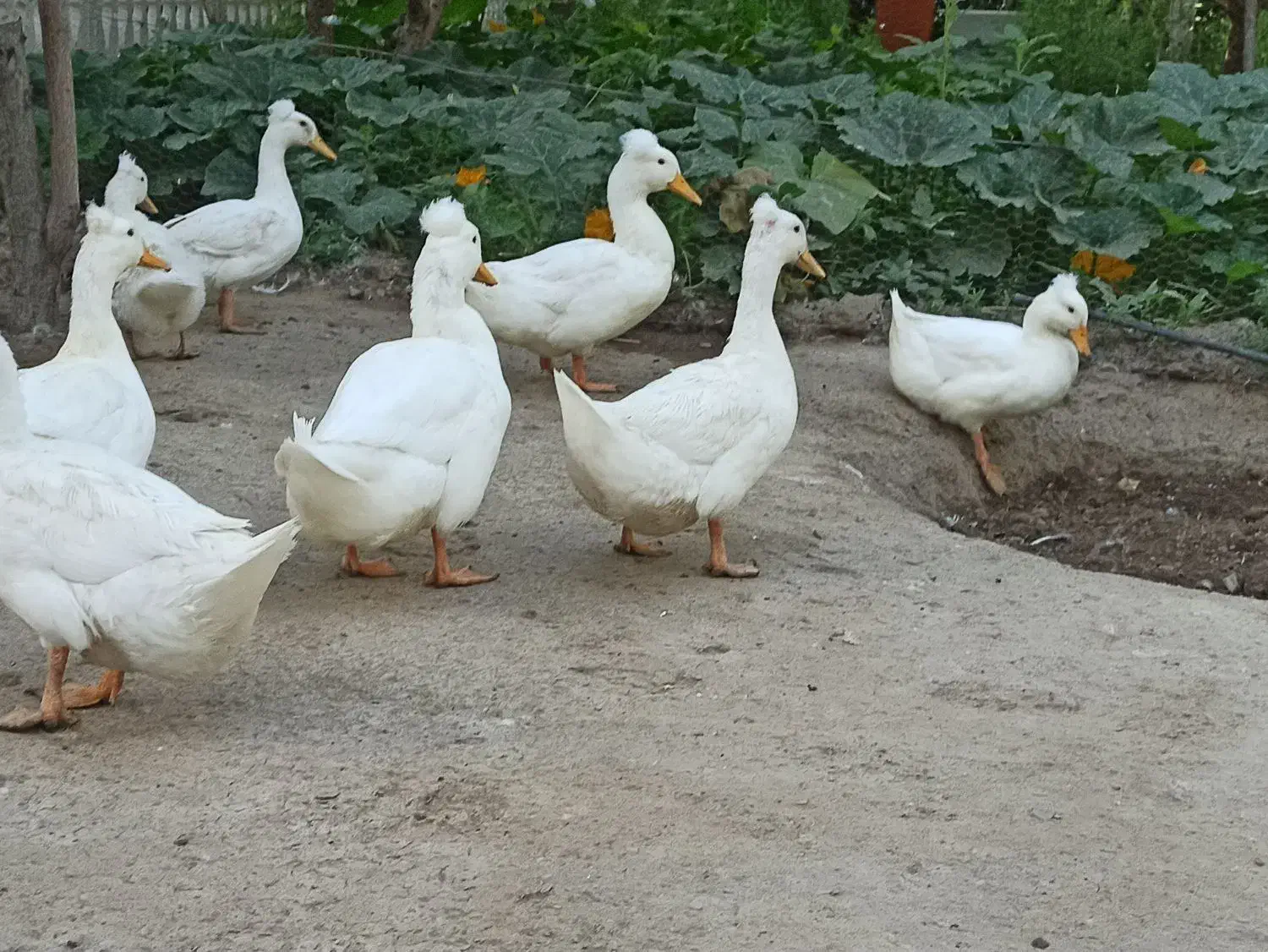 تخم نطفه دار اردک|حیوانات مزرعه|مشهد, ویلاشهر|دیوار