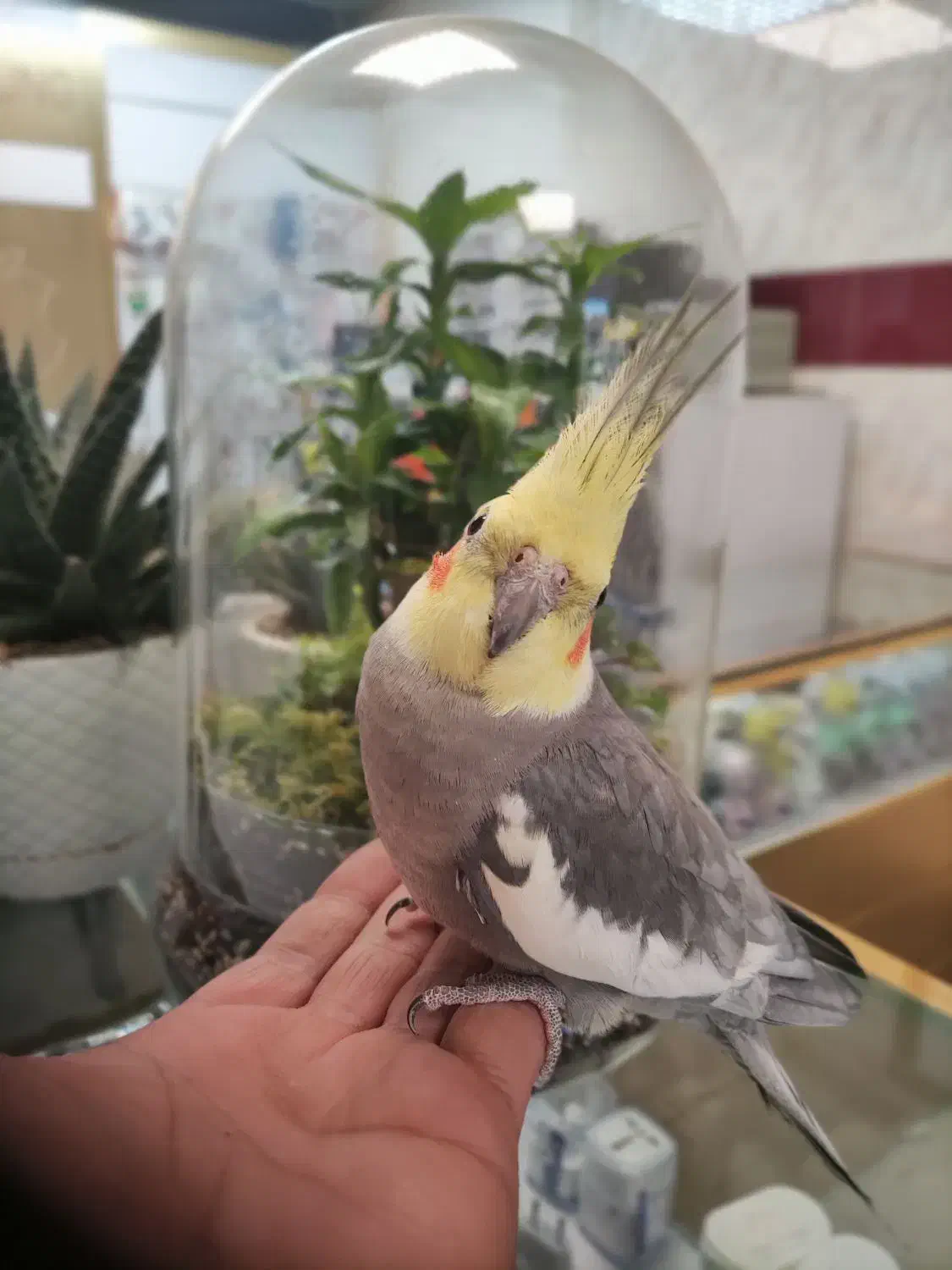 عروس هلندی نر یکساله سخنگو|پرنده|نسیم‌شهر, |دیوار