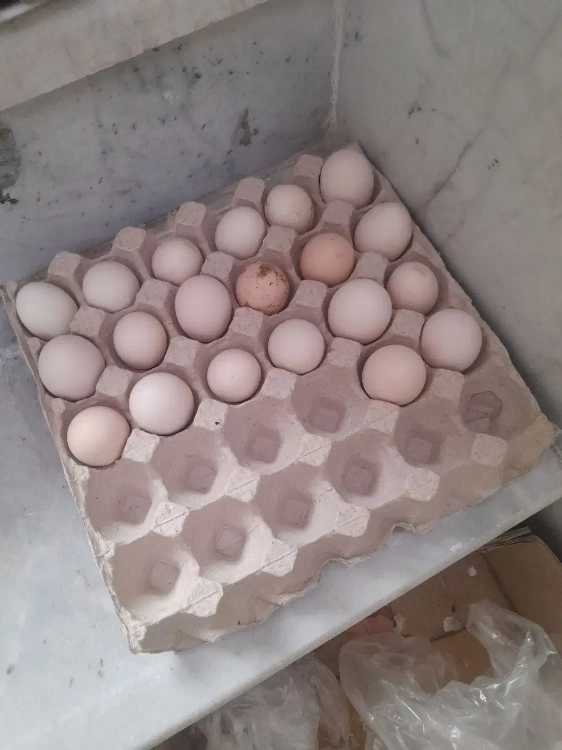 تخم مرغ نطفه دار گلین|حیوانات مزرعه|بومهن, |دیوار