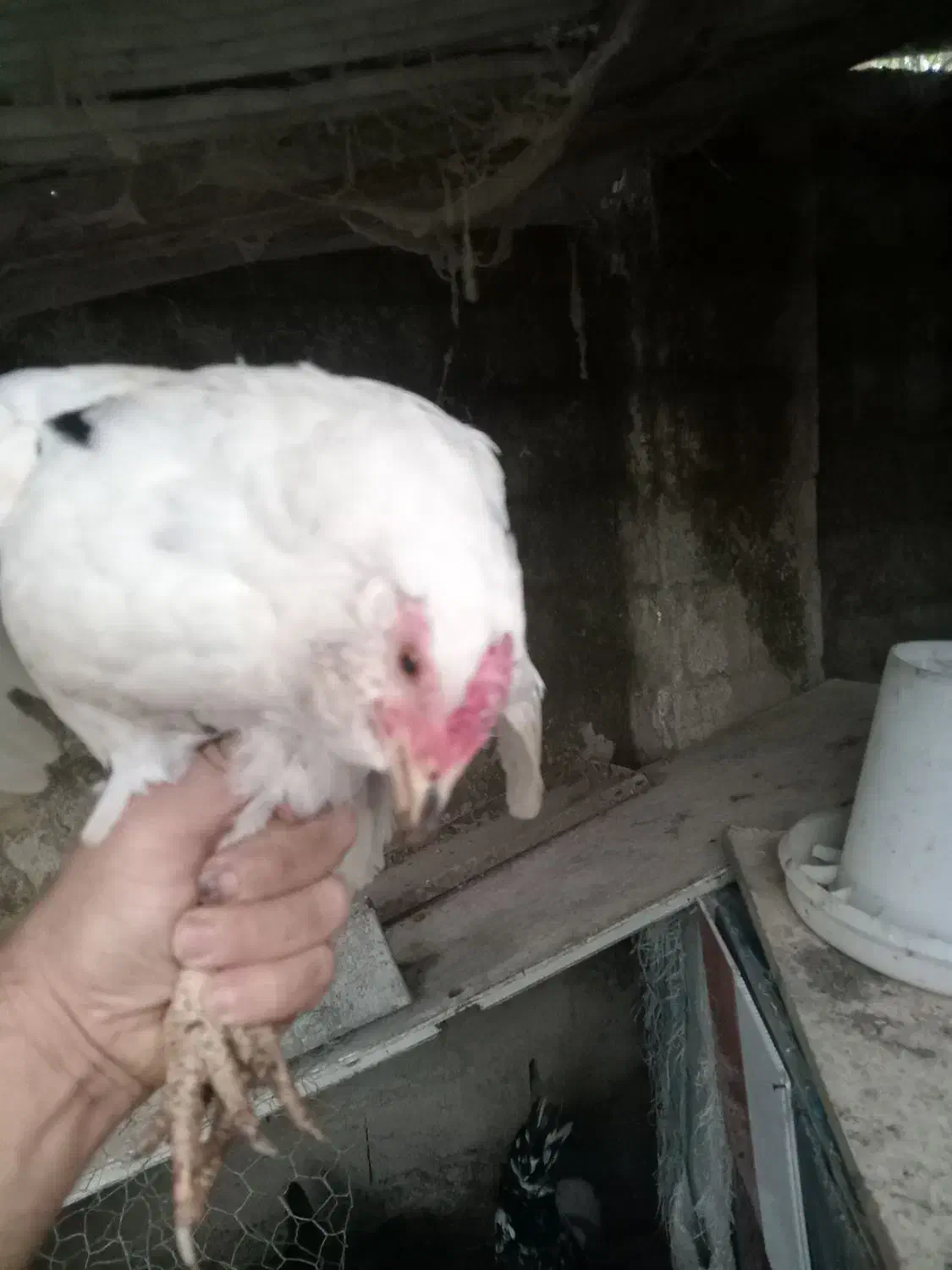 مرغ گلین جوان|حیوانات مزرعه|رشت, بیجارپس|دیوار