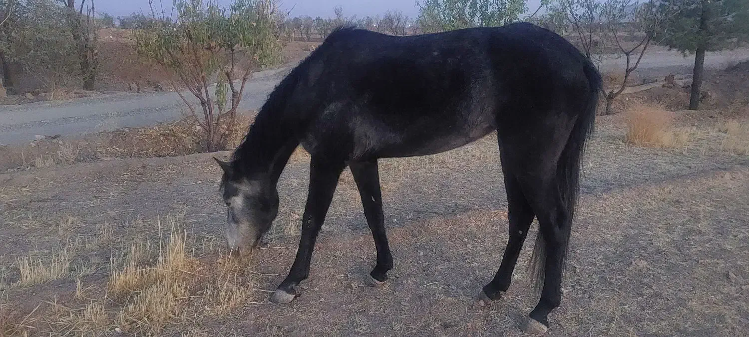 اسب مادیون|اسب و تجهیزات اسب‌سواری|فردوس (خراسان), |دیوار