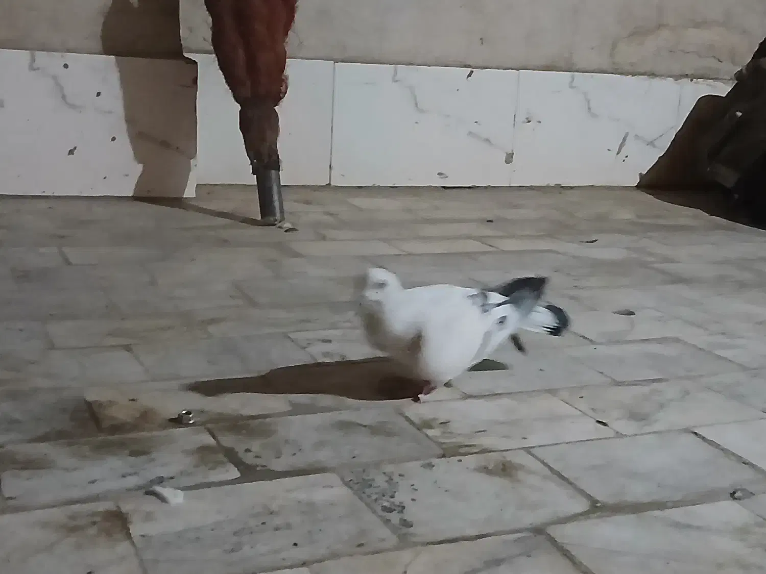 شامی نر گردن کلفت و|پرنده|رفسنجان, |دیوار