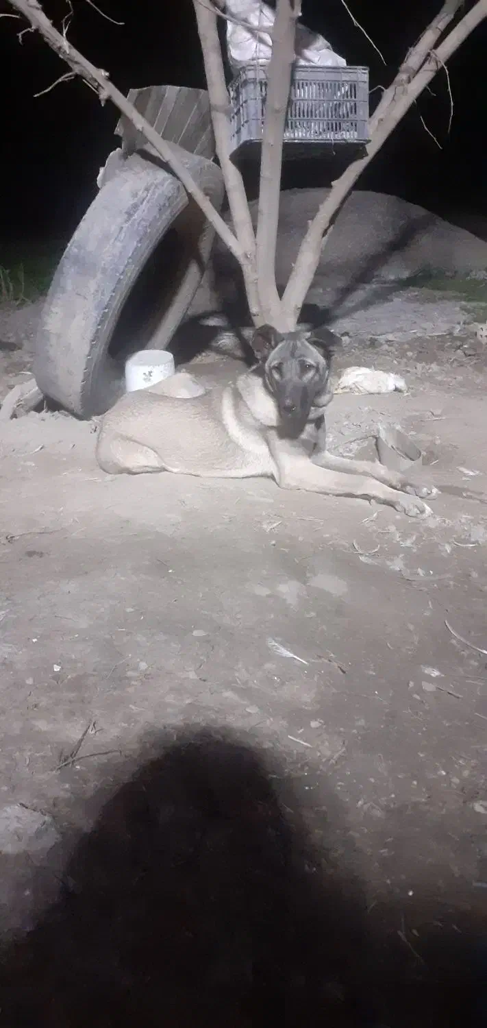 پژدر ماده|سگ|گنبد کاووس, |دیوار