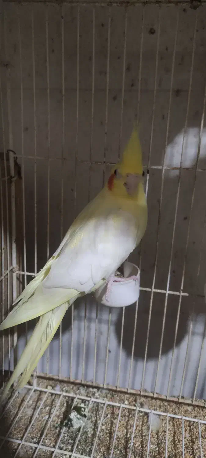 عروس هلندی|پرنده|گنبد کاووس, |دیوار