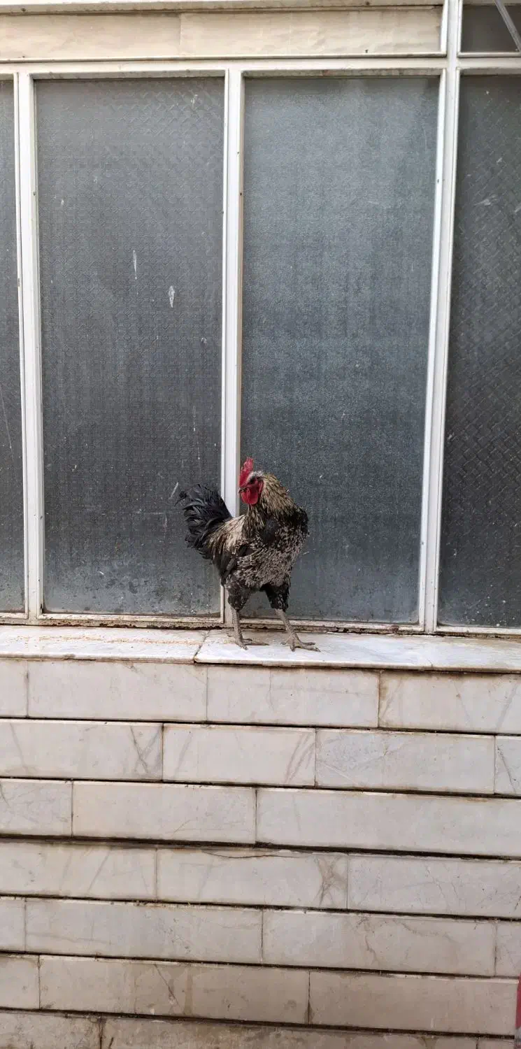 خروس جهادی جوان|حیوانات مزرعه|خمینی‌شهر, |دیوار