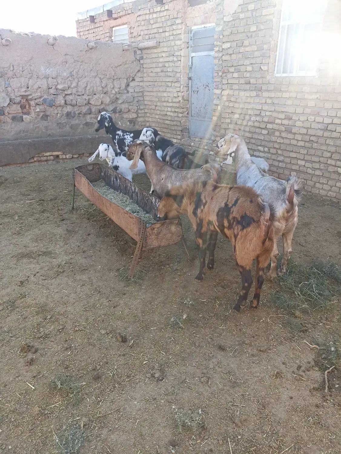 بز داشتی نژاد دار|حیوانات مزرعه|سبزوار, قصبه شرقی|دیوار