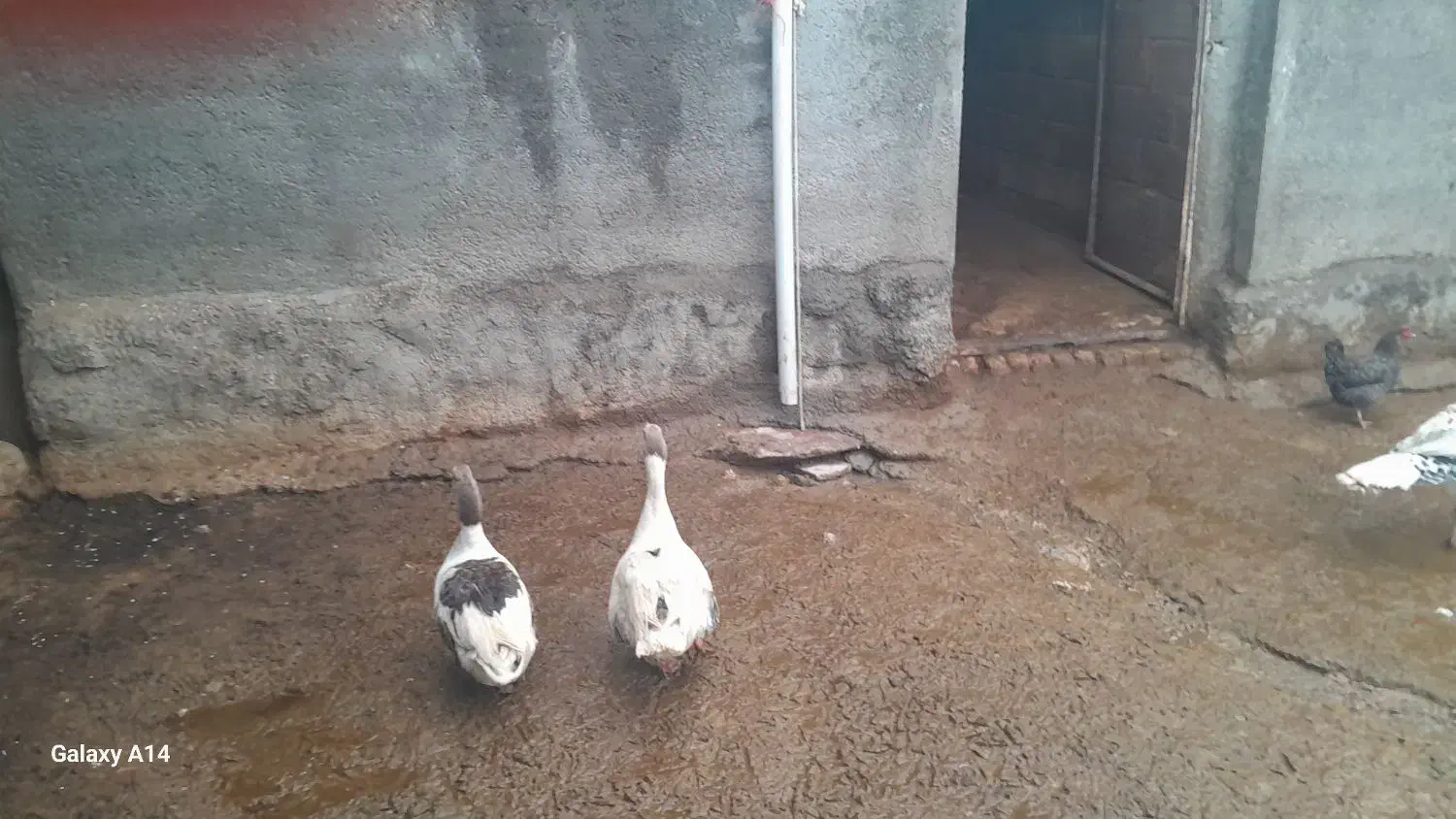 غاز|حیوانات مزرعه|دینور, |دیوار