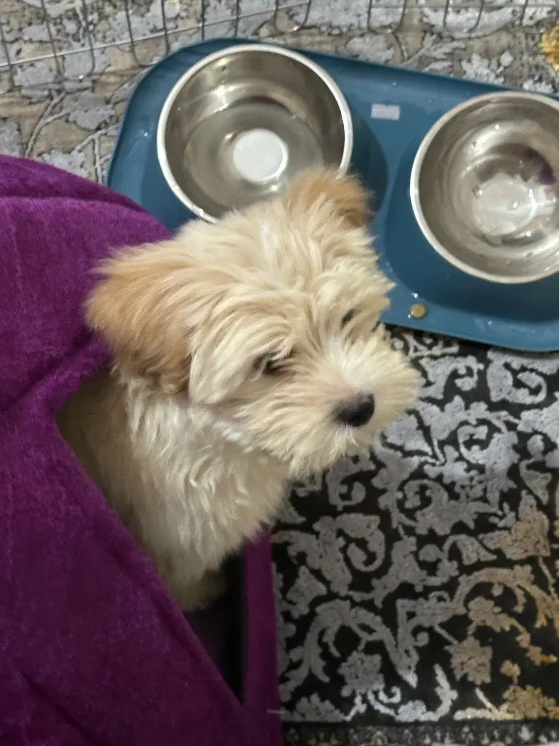 سگ م|سگ|همدان, |دیوار