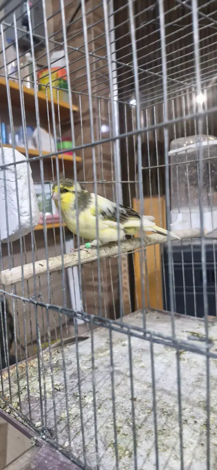 قناری گلاستر|پرنده|جیرفت, |دیوار