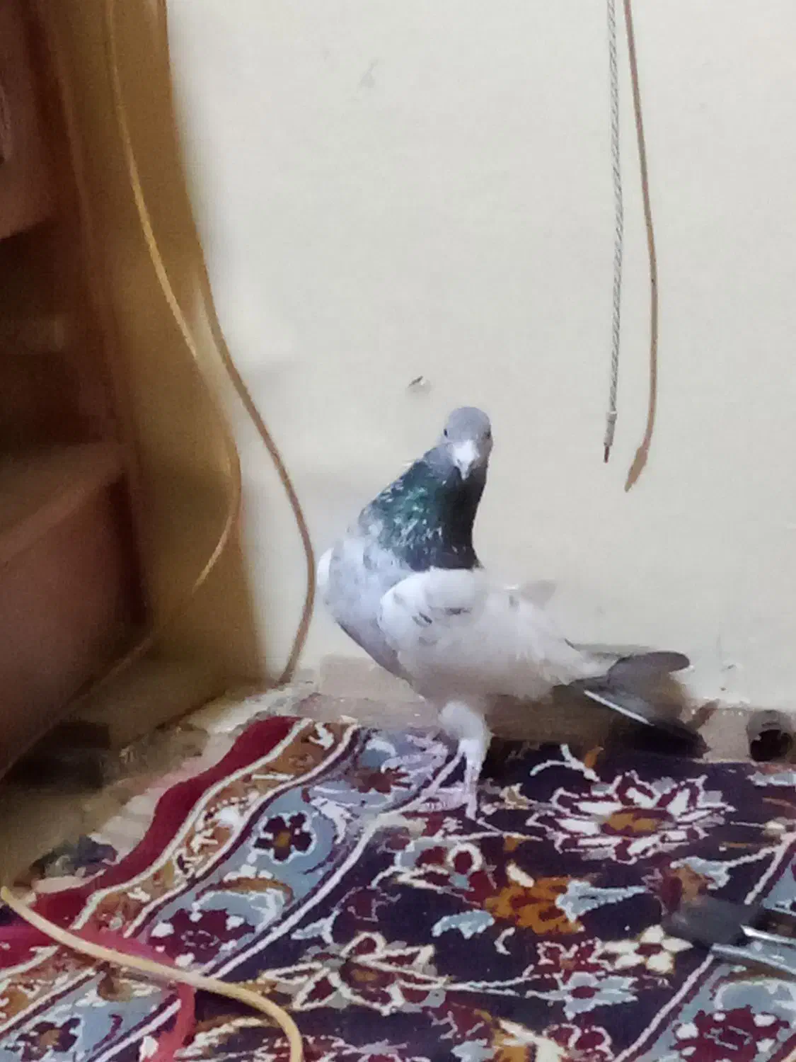 دو تا کبوتر|پرنده|سراب, |دیوار