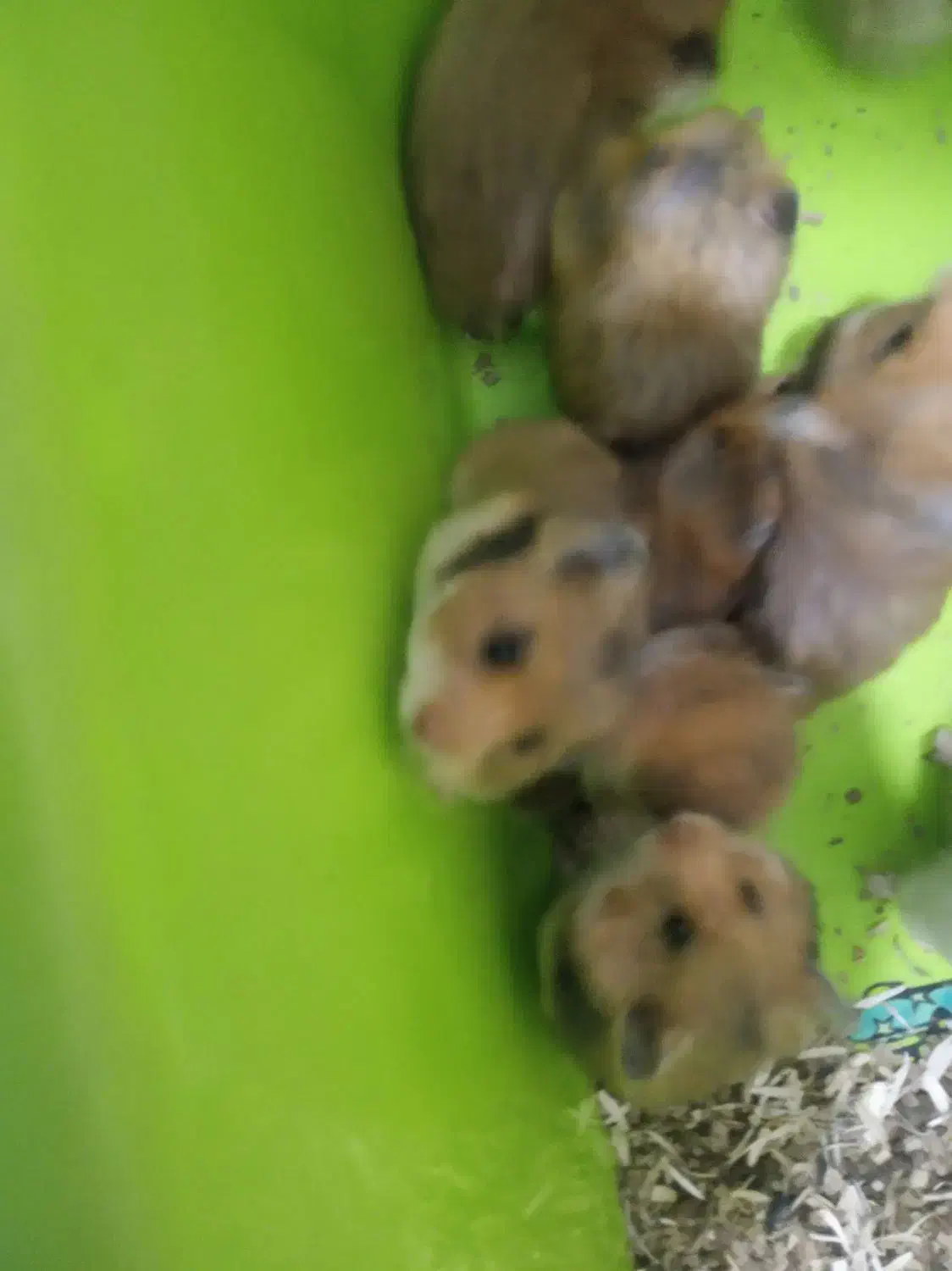 همستر|موش و خرگوش|سنندج, |دیوار