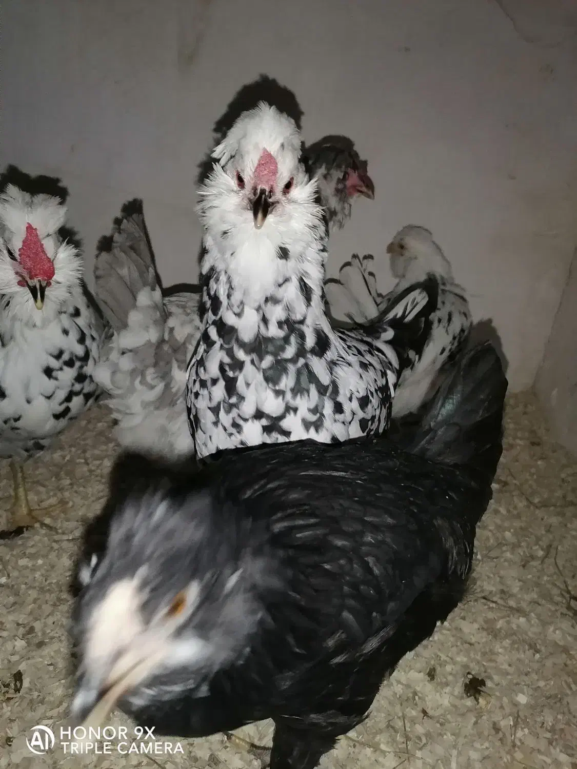 تخم گلین|حیوانات مزرعه|بروجرد, |دیوار