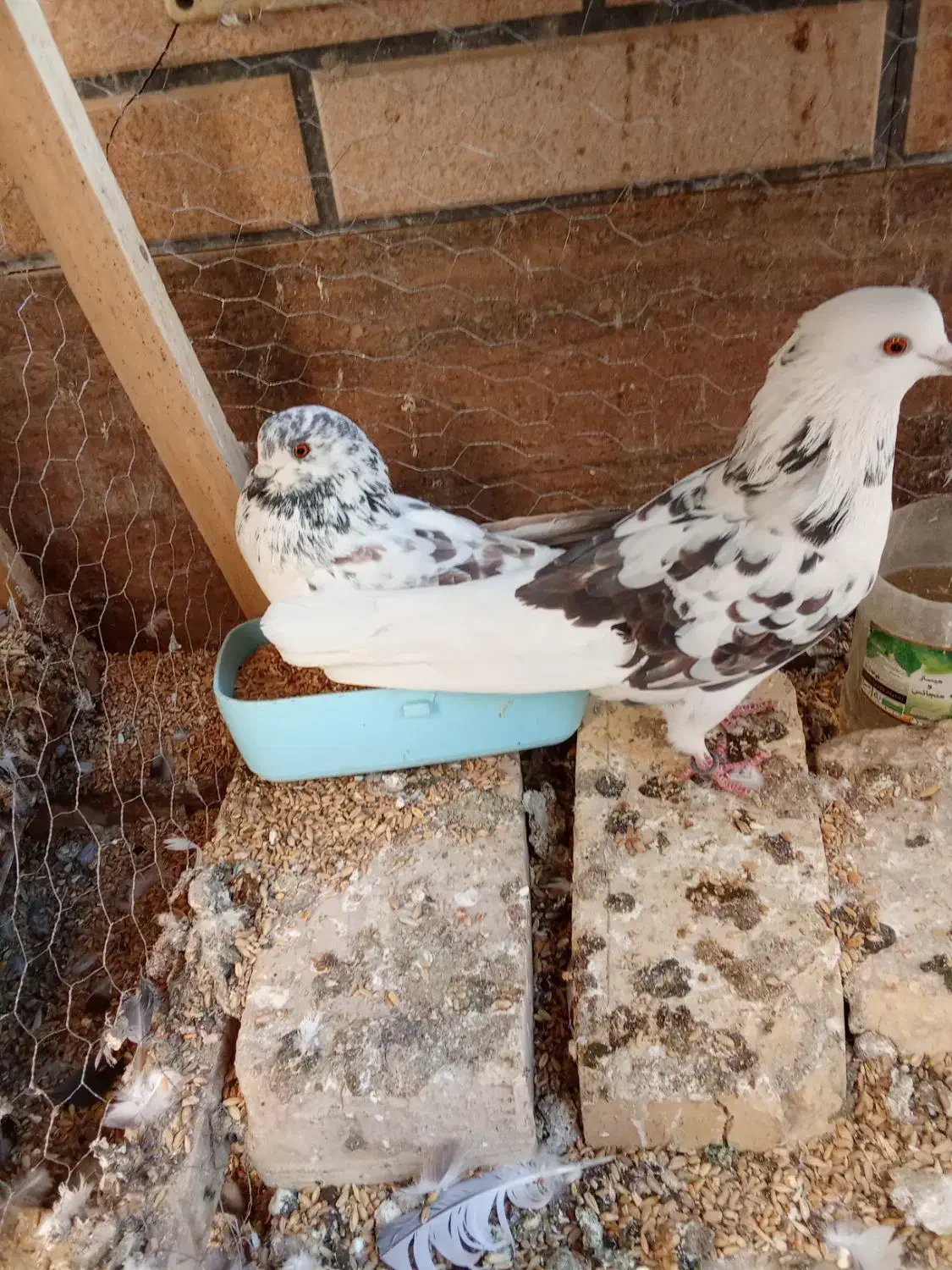 کبوتر|پرنده|اصفهان, ارغوانیه|دیوار