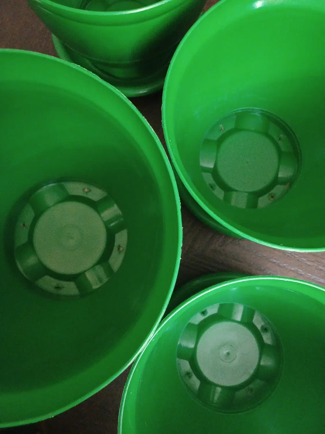 گلدان های سبز|گل و گیاه طبیعی|تهران, مهرآباد جنوبی|دیوار