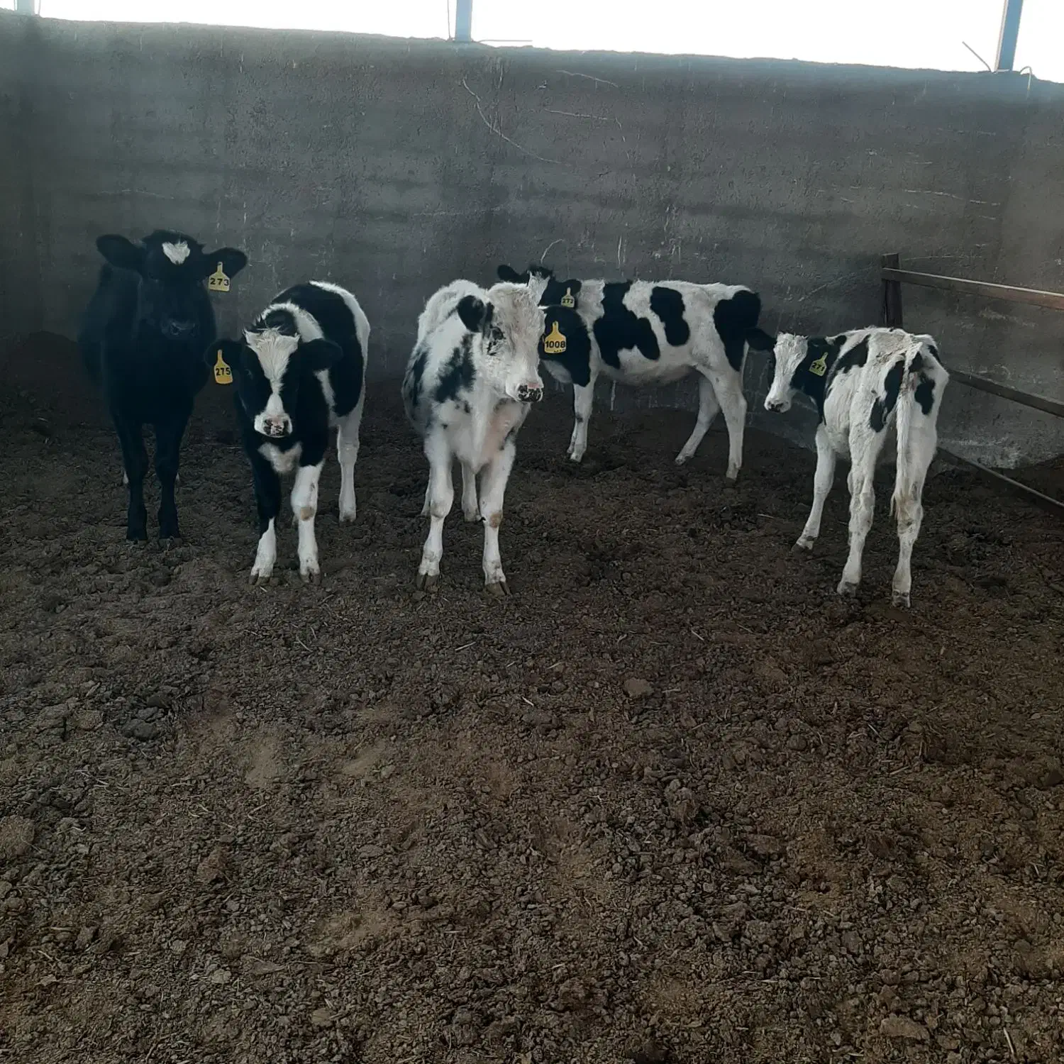 گاو گوساله|حیوانات مزرعه|درودزن, |دیوار