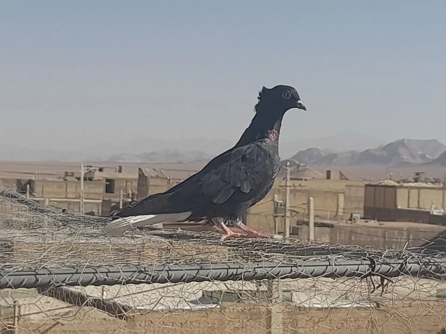 کبوتررنگی|پرنده|آباده, |دیوار