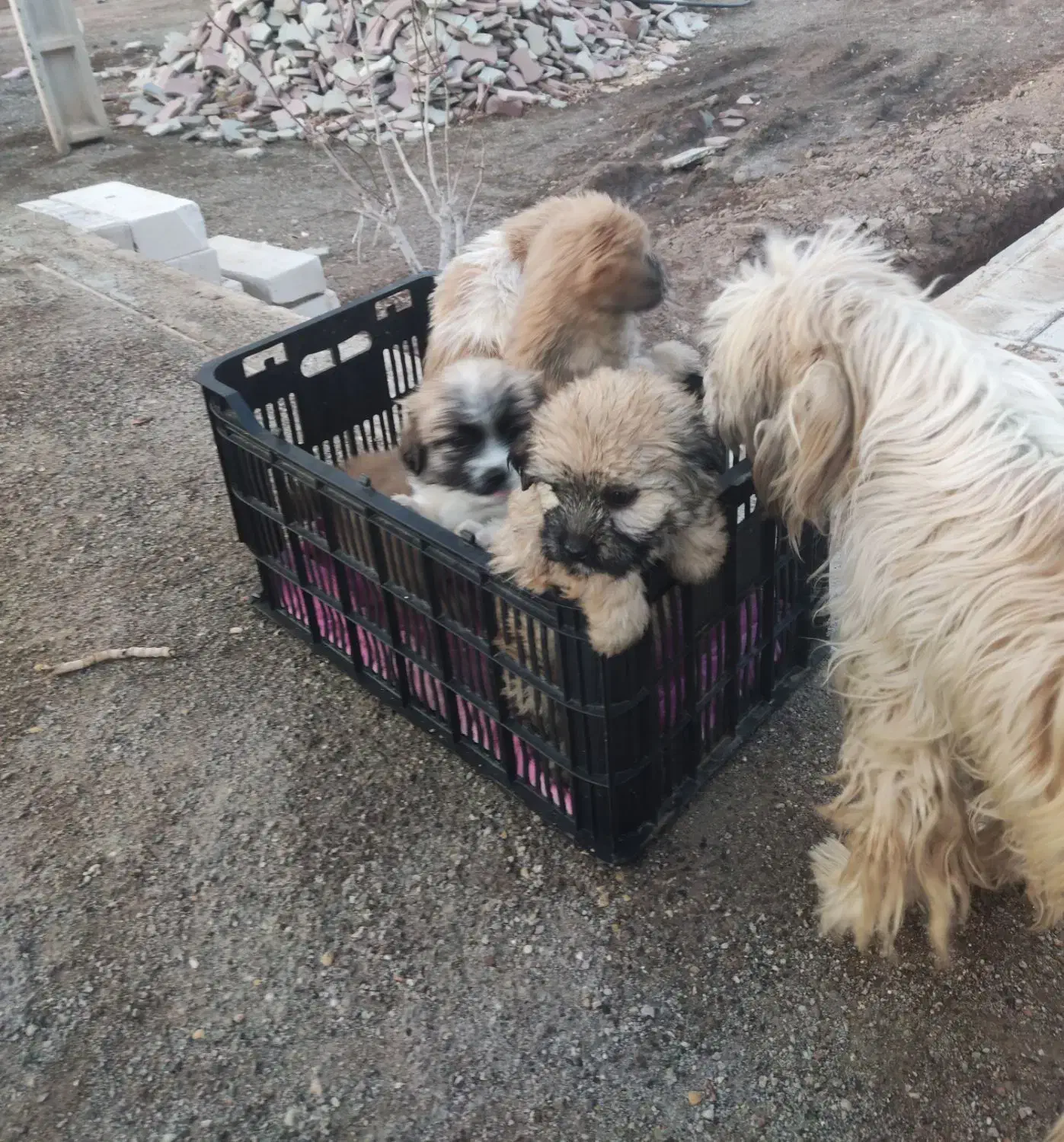 توله سگ شیتزو|سگ|سیرجان, |دیوار