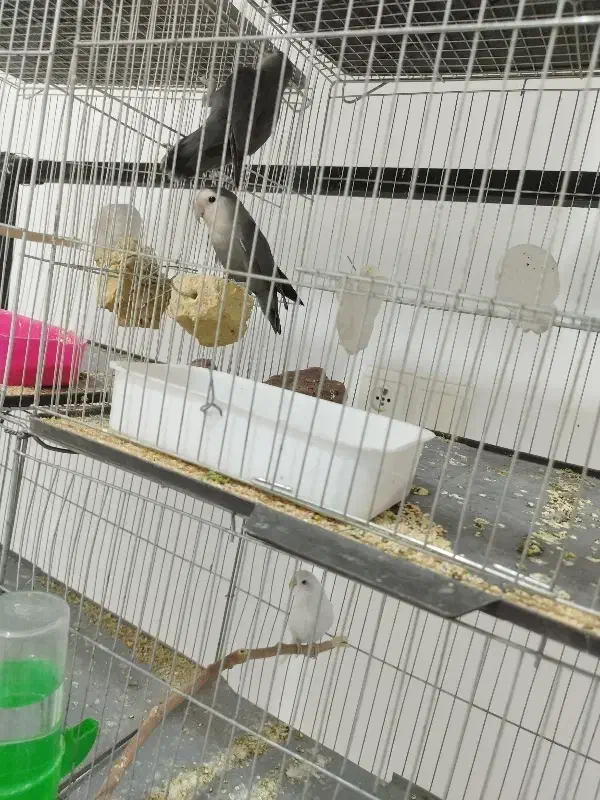 طوطی کوتوله|پرنده|رفسنجان, |دیوار