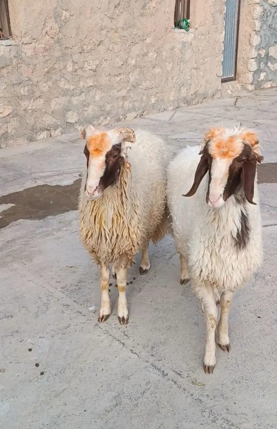 حیوانات مزرعه|حیوانات مزرعه|سرپل ذهاب, |دیوار