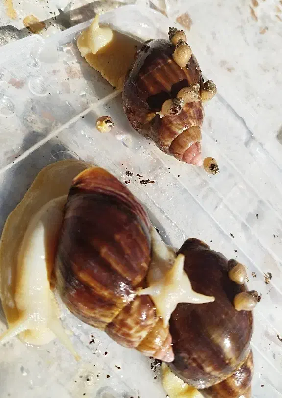 حلزون آچاتینا|خزنده|سپیدان, |دیوار