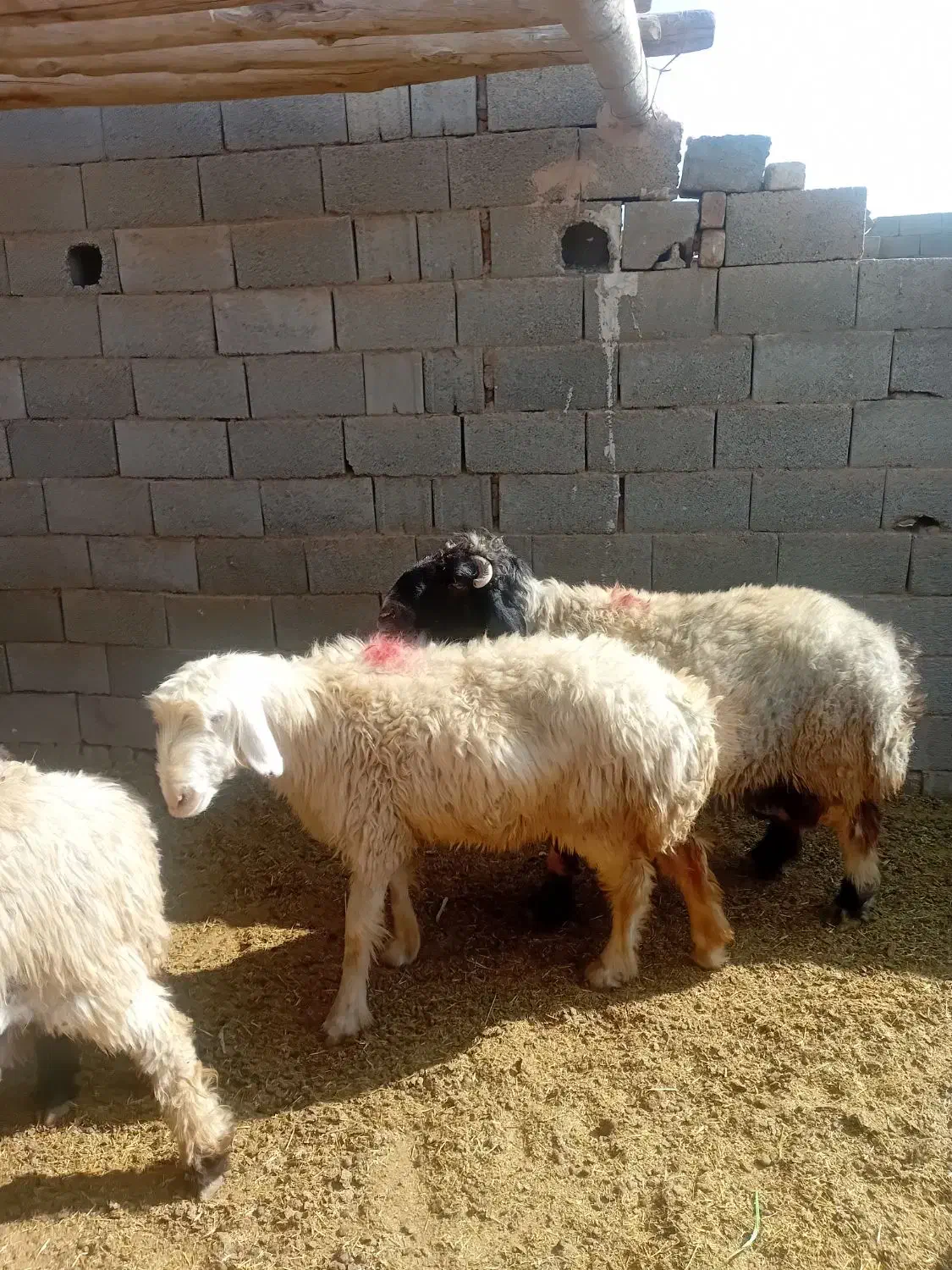 میش آبستن|حیوانات مزرعه|خمینی‌شهر, |دیوار