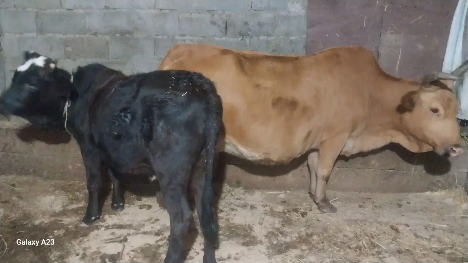 گاووگوساله لیشه چالوسی شکمدار۸ماه|حیوانات مزرعه|لولمان, |دیوار