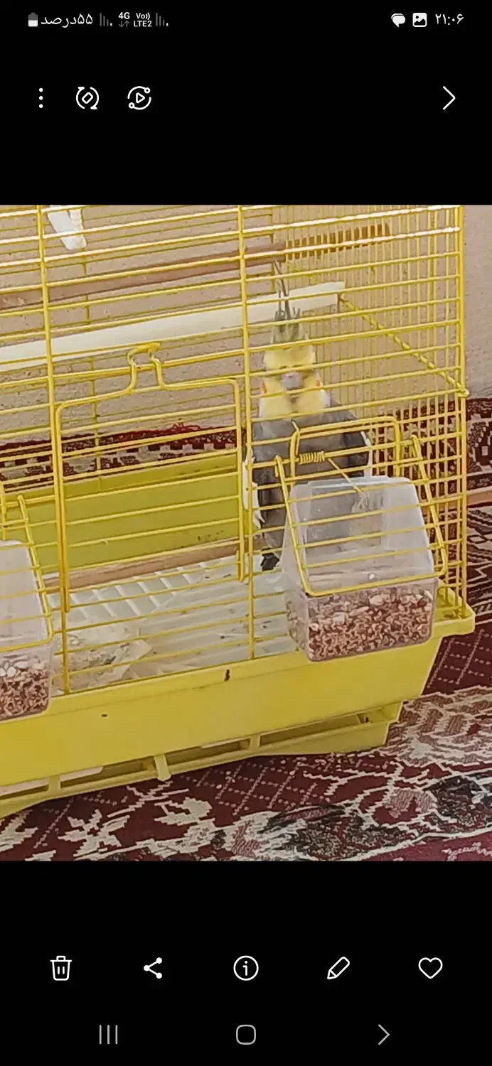 عروس هلندی|پرنده|ضیابر, |دیوار