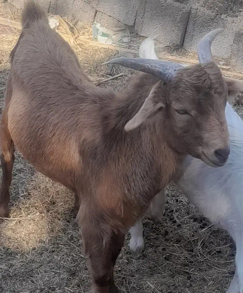 گوسفند فروشی|حیوانات مزرعه|گنبکی, |دیوار