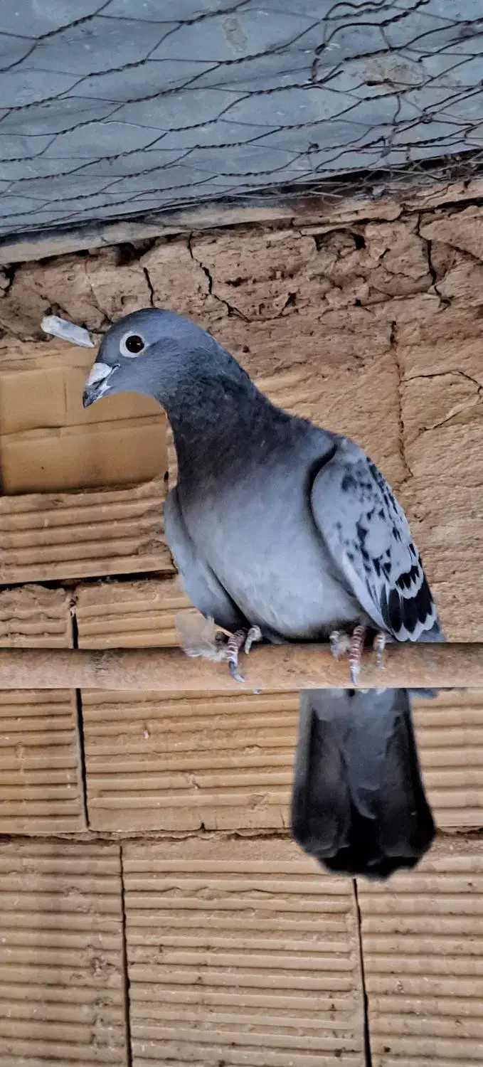 سبز ماده|پرنده|بردسکن, |دیوار