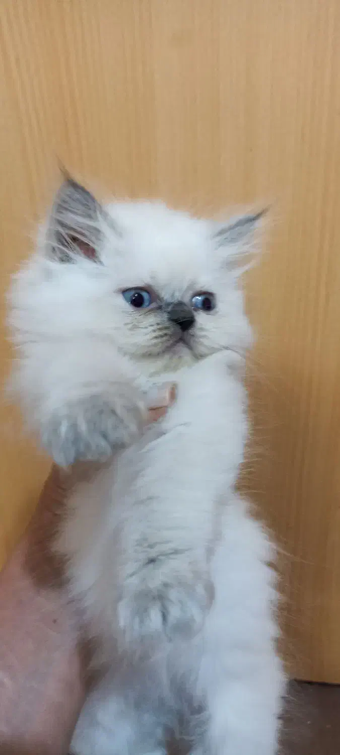 پیشی ملوس|گربه|بجنورد, |دیوار