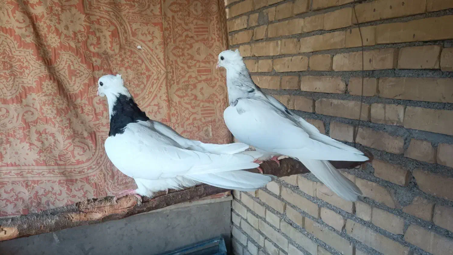 طوقی جوان|پرنده|کرخه, |دیوار