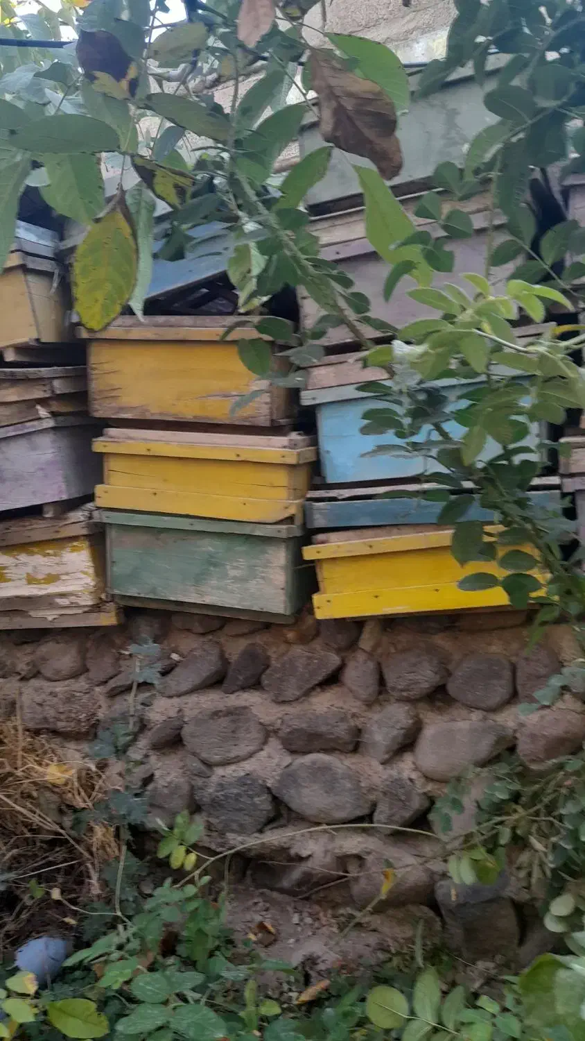 قوتی زنورعسل|عمده‌فروشی|مشگین شهر, |دیوار