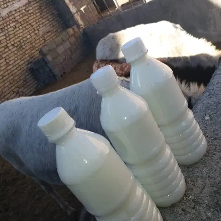 شیرالاغ.شیر الاغ شیرخر شیر خردوشیدن حضوری|خوردنی و آشامیدنی|خمینی‌شهر, |دیوار