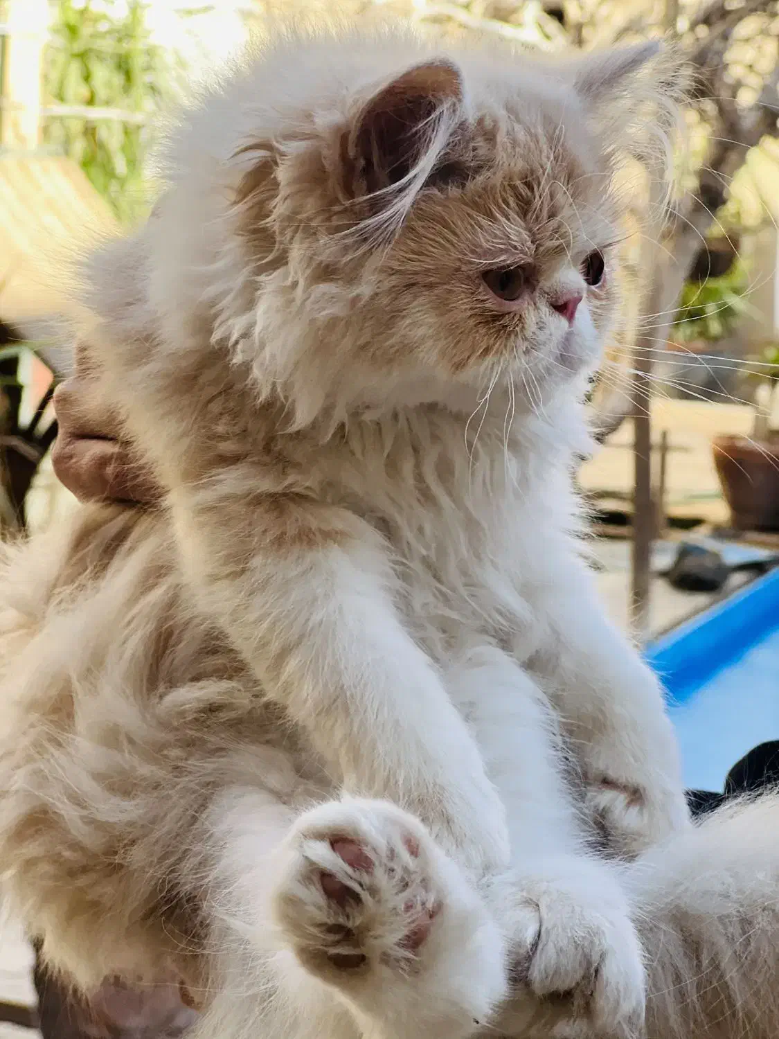 گربه پرشین|گربه|یزد, |دیوار